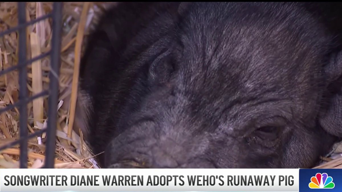 ‘Wilbur' the pig settles into new home in Malibu