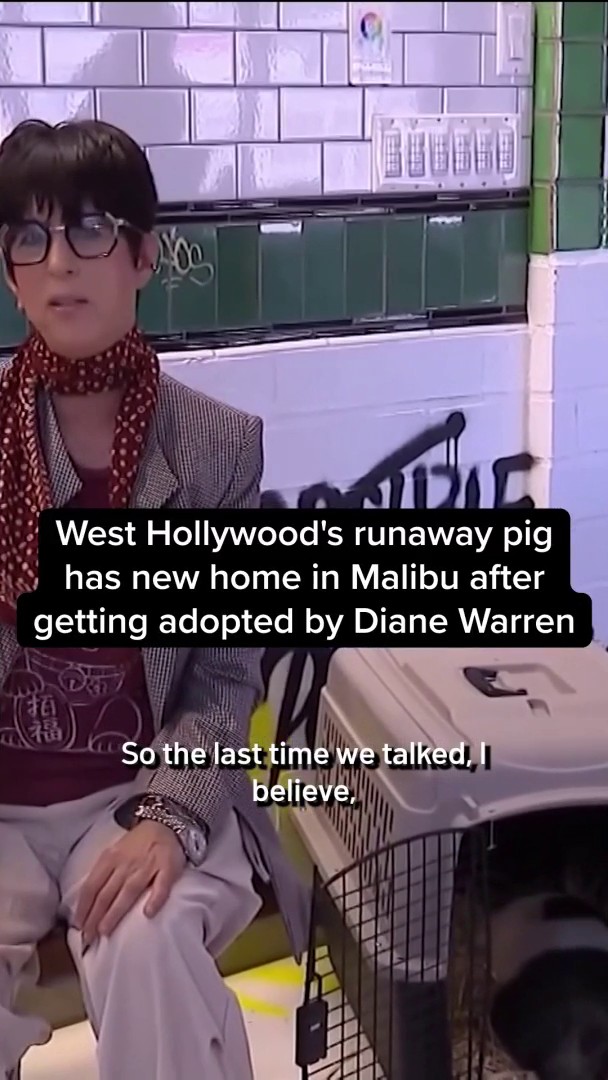 nbclosangeles.com - West Hollywood's runaway pig has new home in Malibu after getting adopted by Diane Warren