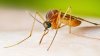 Long Beach reports first West Nile virus-related death since 2017
