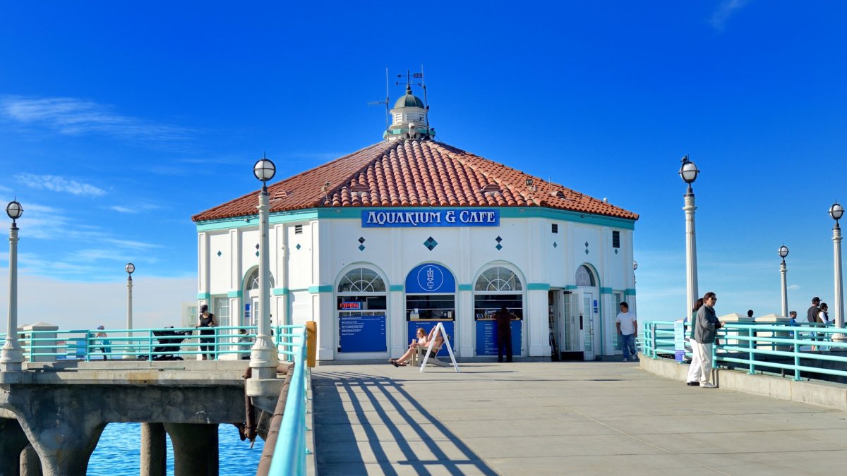 Four giant Pacific seahorses are now at home at this Manhattan Beach aquarium