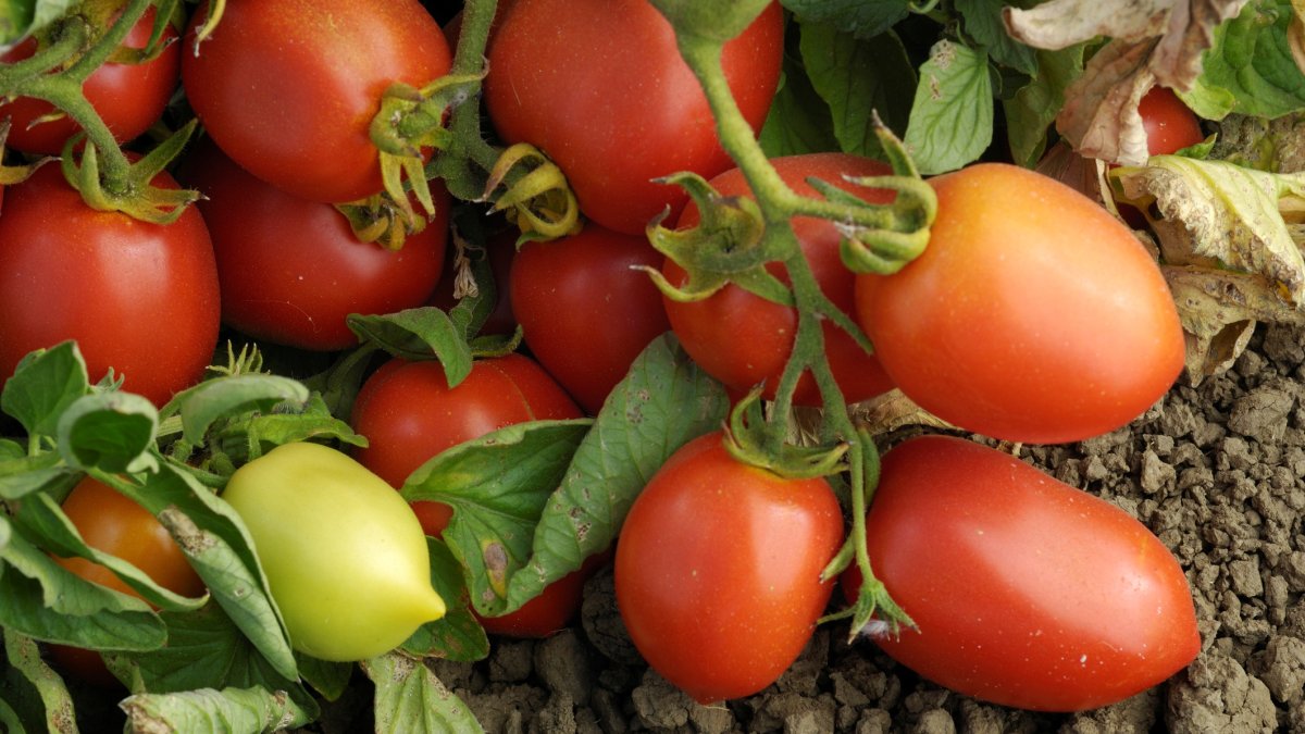 Pick juicy Roma tomatoes, those late-summer stars of Underwood Family Farms