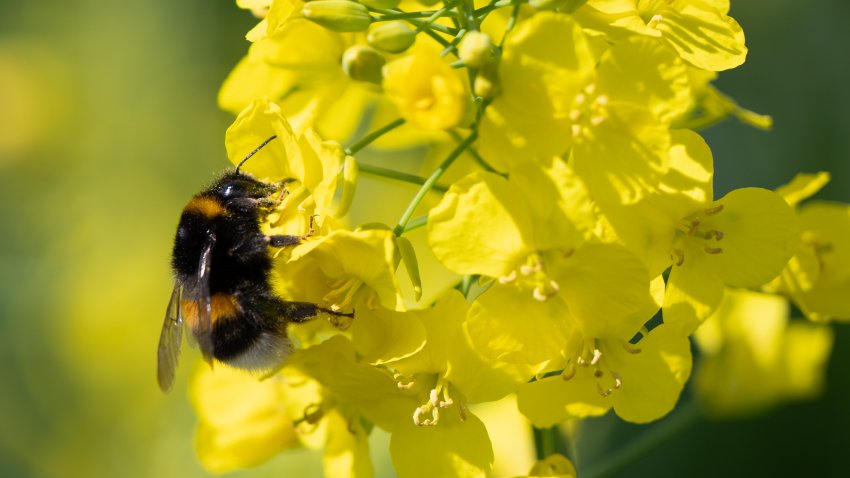 PRODUCTION - 20 April 2026, Hesse, Münzenberg: A bumblebee flies to a rapeseed flower in a rapeseed field in the Wetterau district Photo: Florian Wiegand/dpa (Photo by Florian Wiegand/picture alliance via Getty Images)