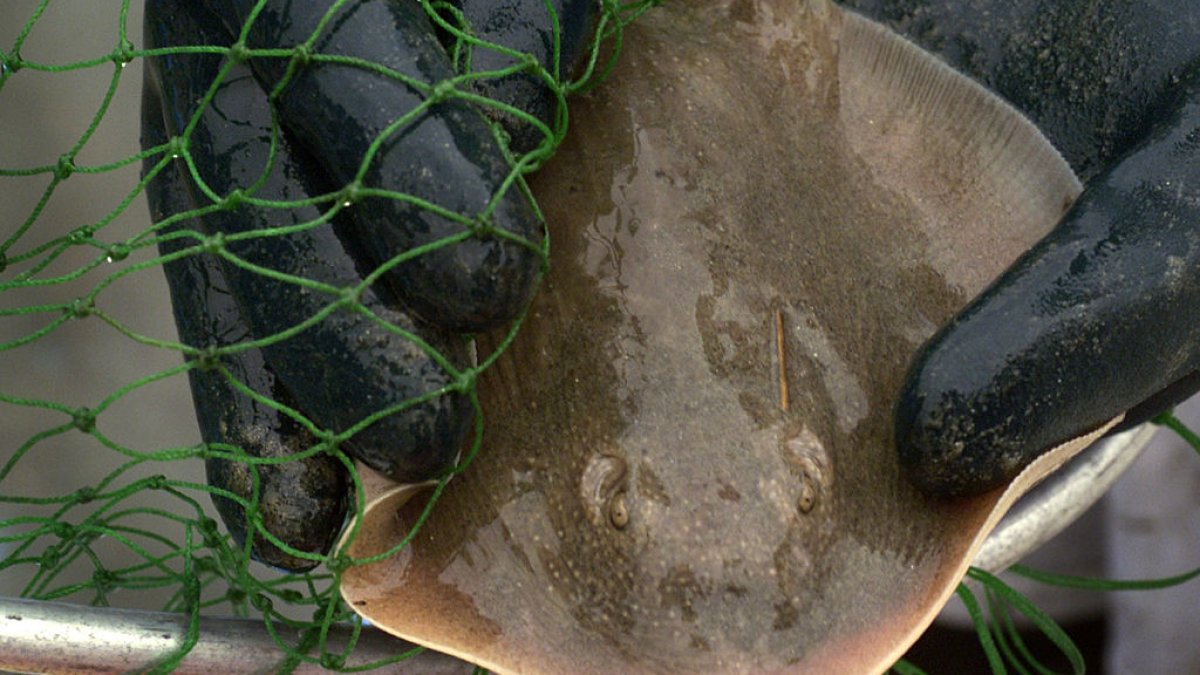 Stingray lashings up in San Diego, across SoCal as marine heat wave draws more to shore