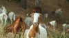 Goats are brush clearance stars on the Universal Studios Lot