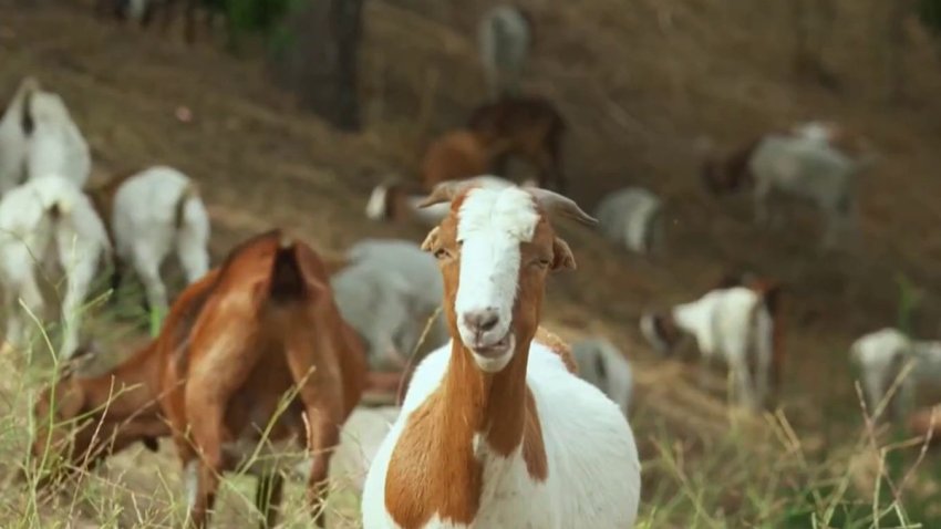 Goats clear bush.