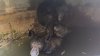 Mother bear, 2 cubs rescued from water cistern in La Verne