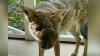 Search for coyote in Studio City who needs treatment