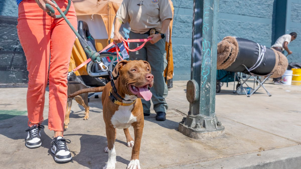 Pilot partnering LAPD, LAAS finalized to combat animal cruelty on Skid Row