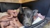 ‘Wilbur' the WeHo pig adopted by Diane Warren