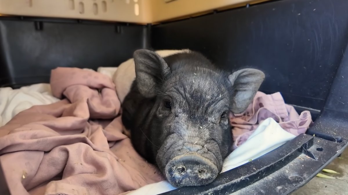 ‘Wilbur' the WeHo pig now up for adoption