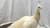 Pasadena Humane Society confirms ‘Sugar' the peacock is doing well