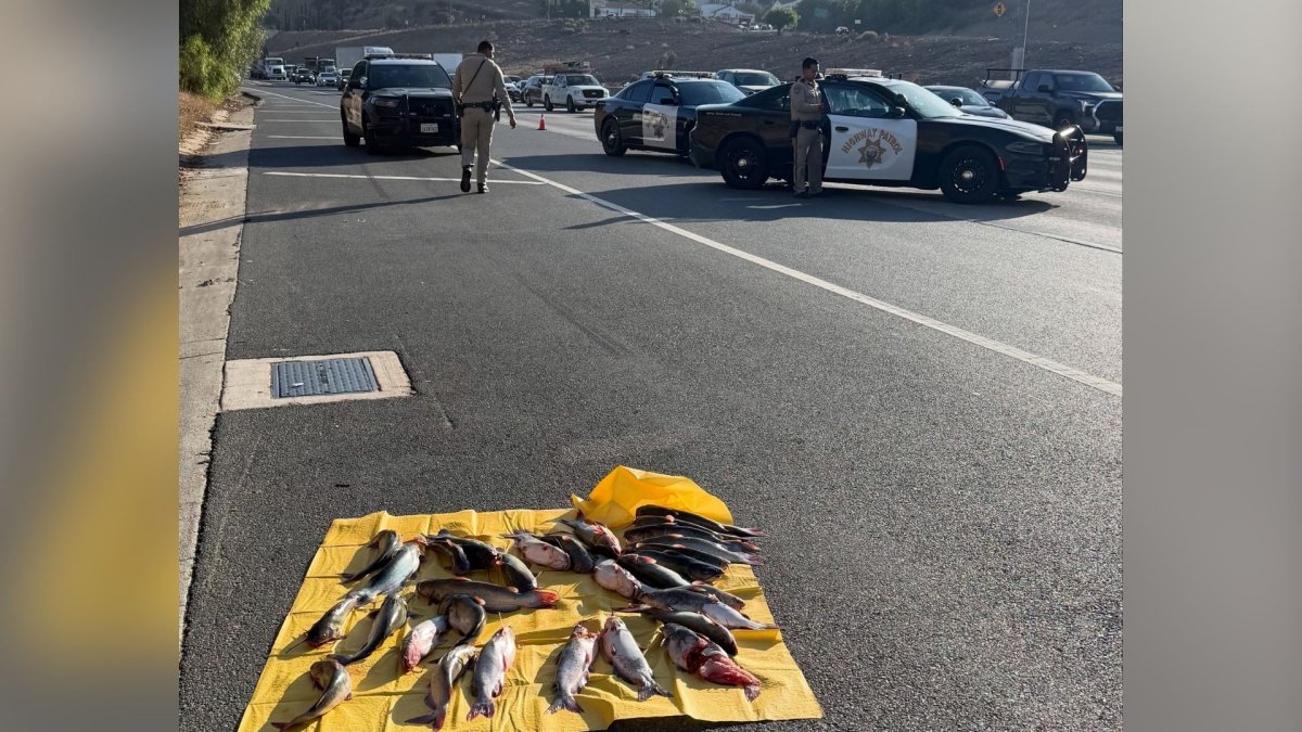 Odd traffic hazard: Several catfish spotted on Baldwin Park road