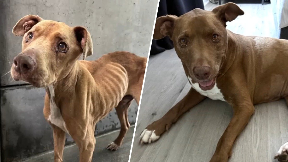 Once-emaciated dog gets lifetime of love thanks to ‘foster fail’