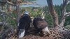 Shadow spent time at the Big Bear bald eagle nest alongside a ‘new visitor'