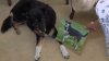 Chance Facebook post leads woman to adopt her late dog's littermate