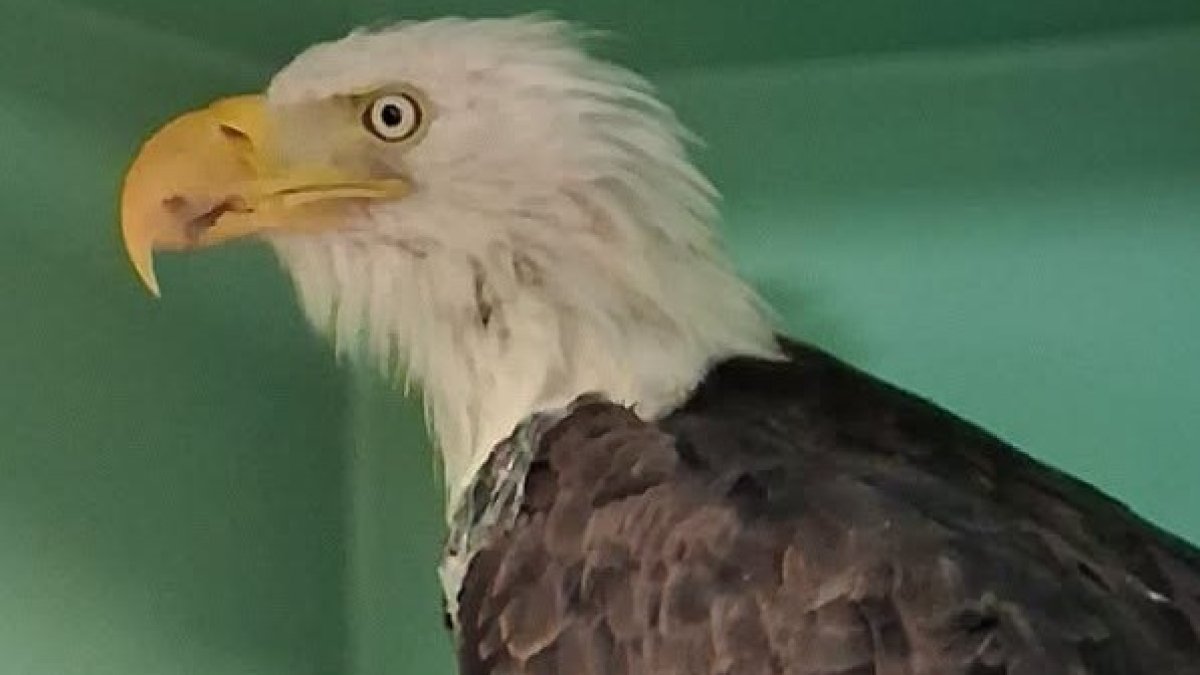 Ojai Raptor Center shares health setback for Jackie the Big Bear bald eagle