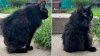 Love Jimothy the raccoon? Meet Meemers, the adorable cat with short spine syndrome