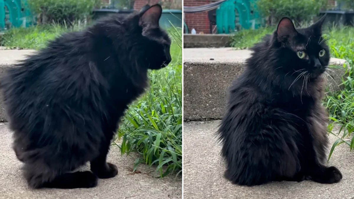 Love Jimothy the raccoon? Meet Meemers, the adorable cat with short spine syndrome