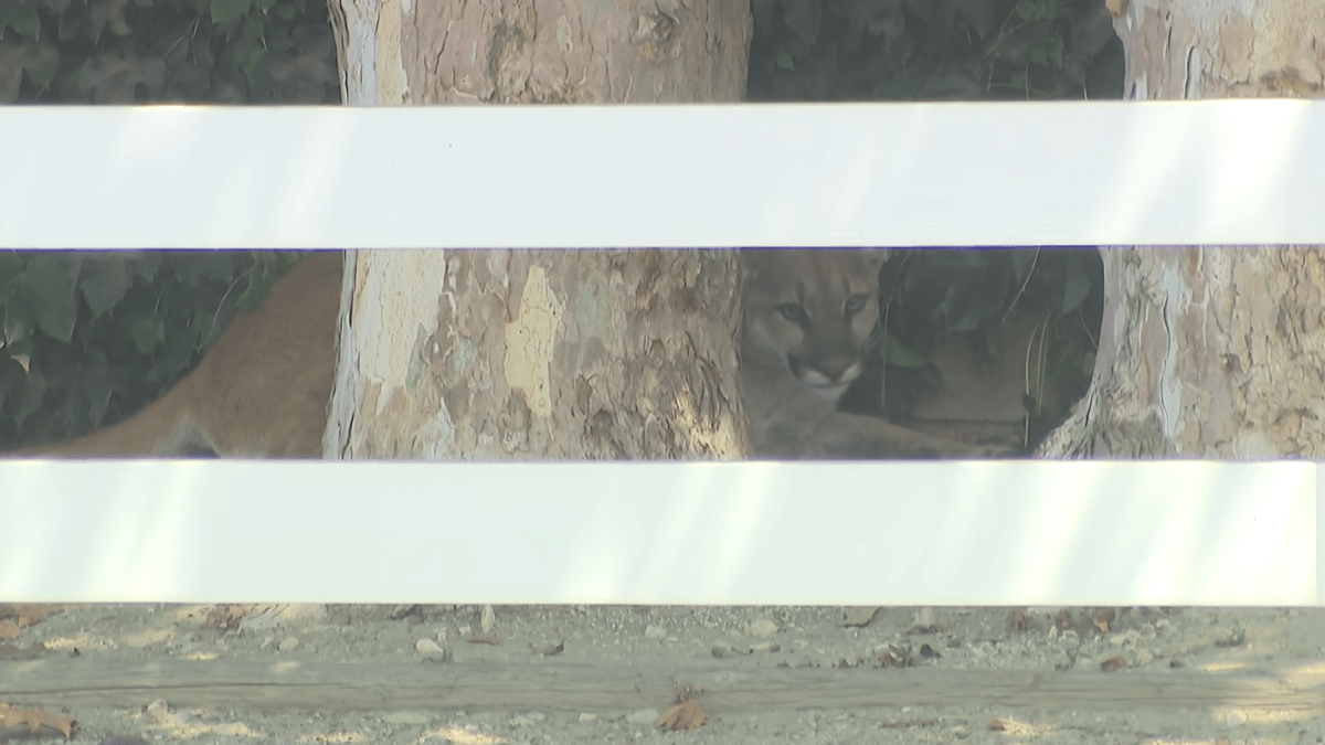 Veterinarian to examine injured mountain lion found in San Dimas neighborhood