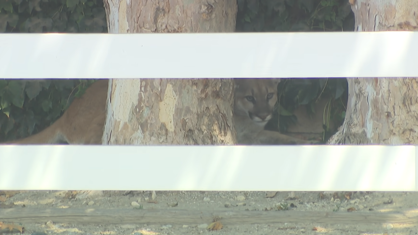 A mountain lion is seen behind a tree and fence Aug. 7, 2026 in San Dimas.