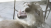 Mountain lion sprawls out for cat nap next to glass door at Sherman Oaks home
