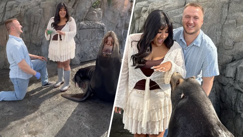 Parker the sea lion barks during a proposal at the Aquarium of the Pacific in Long Beach.