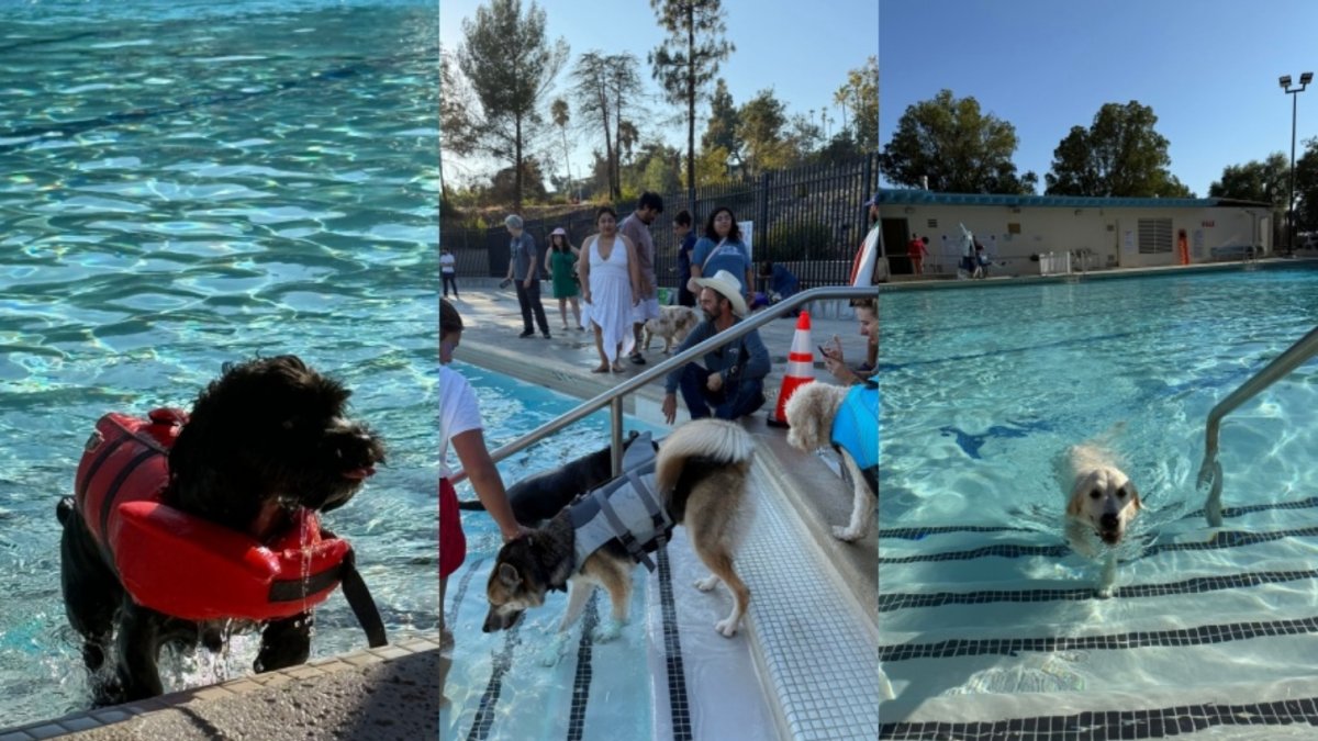 Pooches in the Pool: Pups will swim in five LA County pools before they close