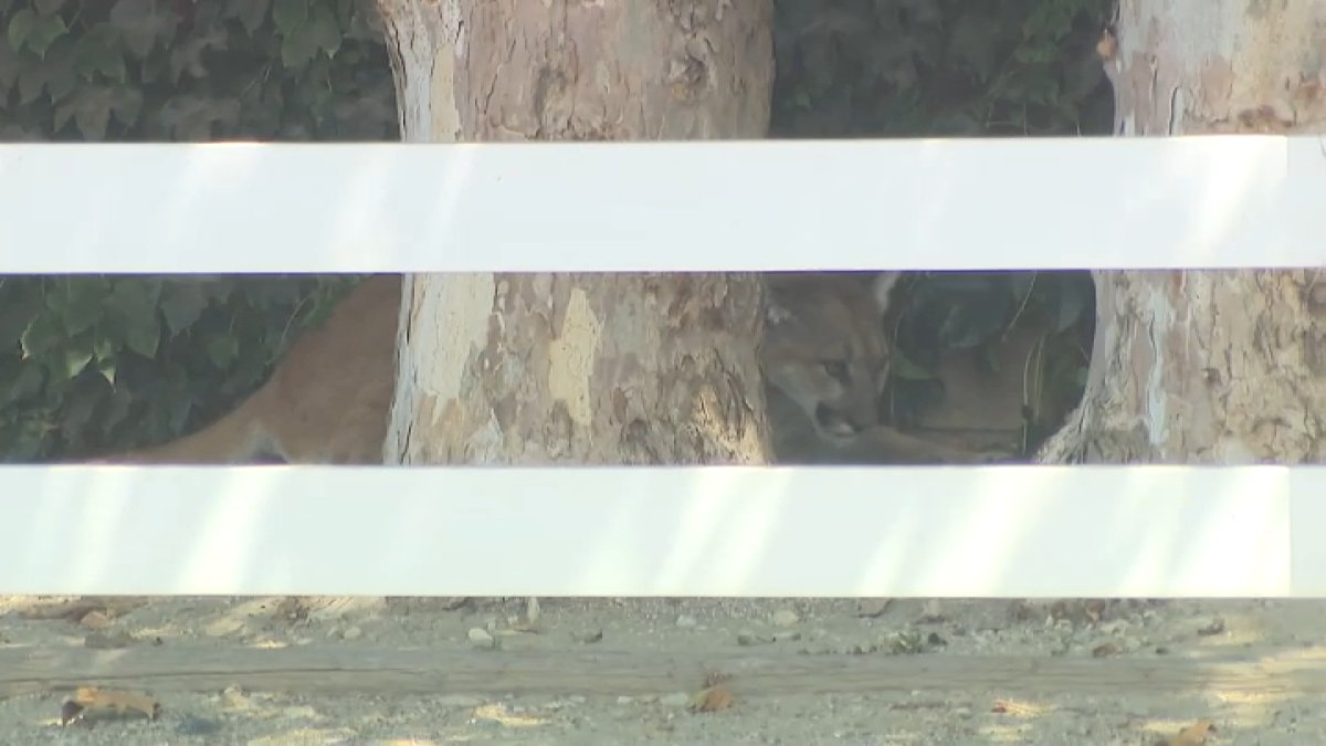 Hurt mountain lion found in San Dimas neighborhood euthanized, CDFW says
