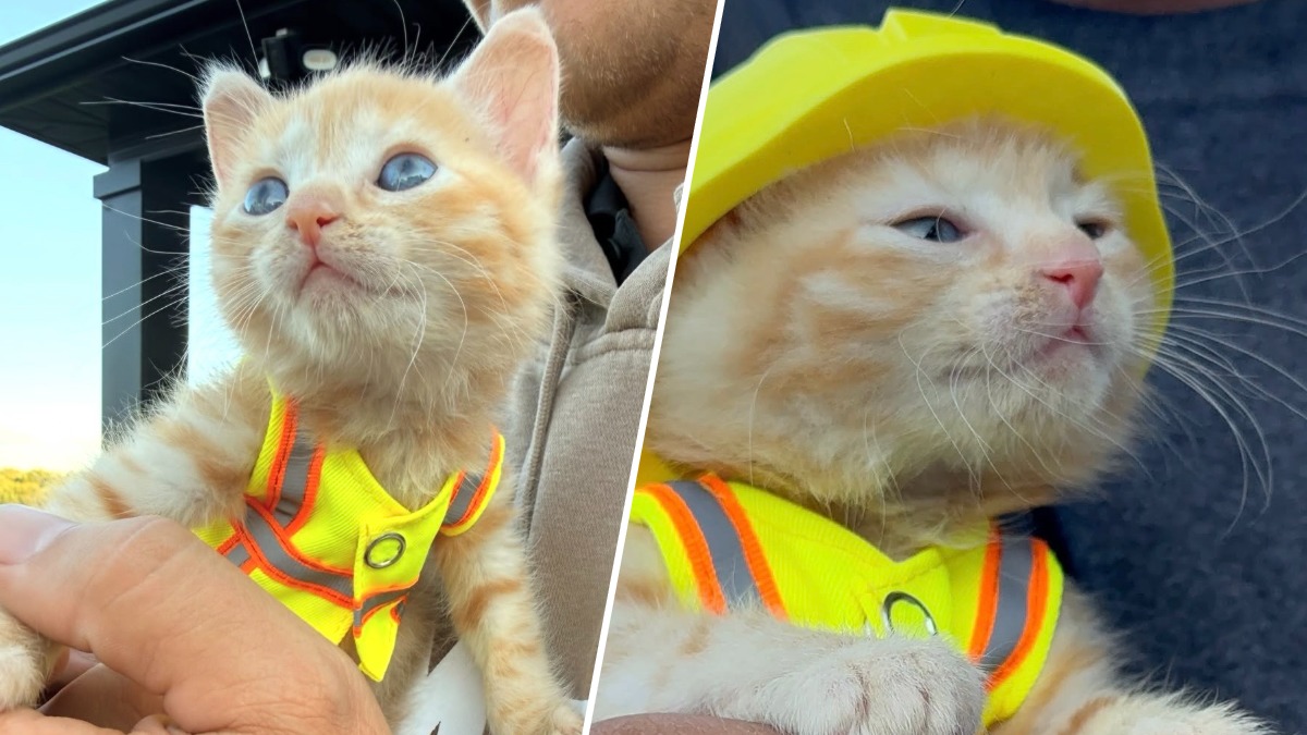 nbclosangeles.com - Génesis Miranda Miramontes - Ohio construction crew adopts kitten found in equipment