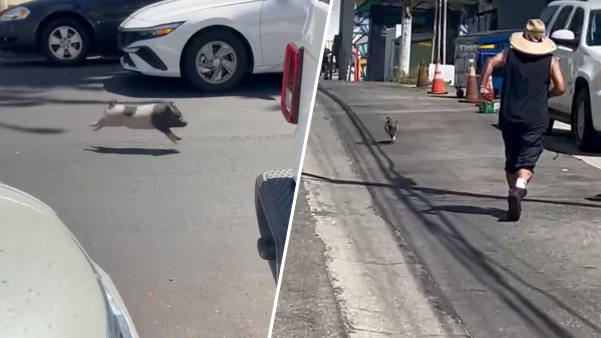 nbclosangeles.com - Génesis Miranda Miramontes - Runaway pig spotted in West Hollywood