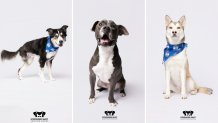 These three shelter dogs at Irving Animal Services in Texas were photographed by Adam Goldberg in early August.