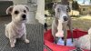 $50K reward offered to find dogs stolen in West Hills carjacking