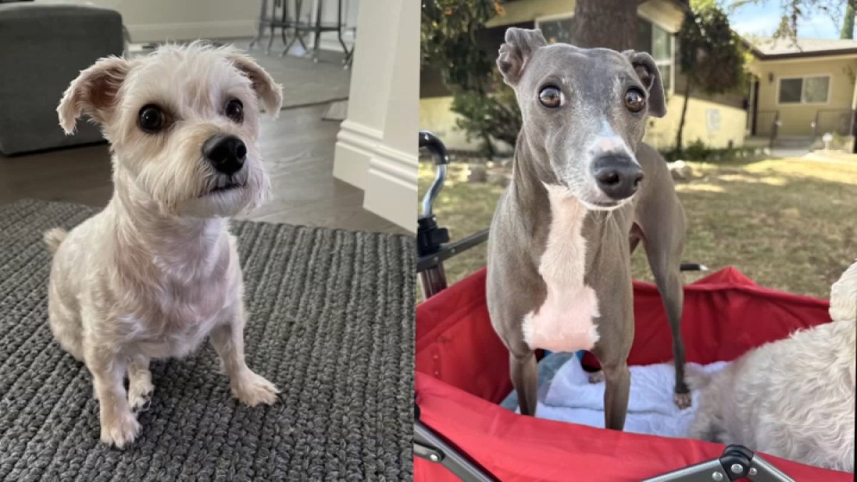 $50K reward offered to find dogs stolen in West Hills carjacking
