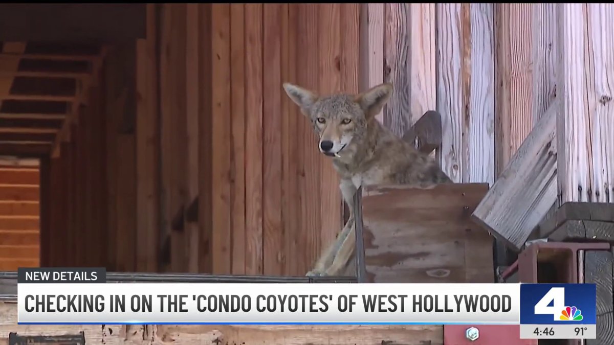 Coyotes cleared out of condo construction site in West Hollywood
