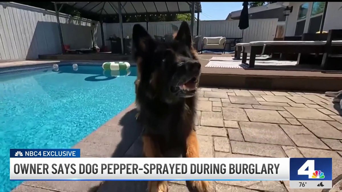 Owner says dog pepper-sprayed during burglary in Lake Balboa