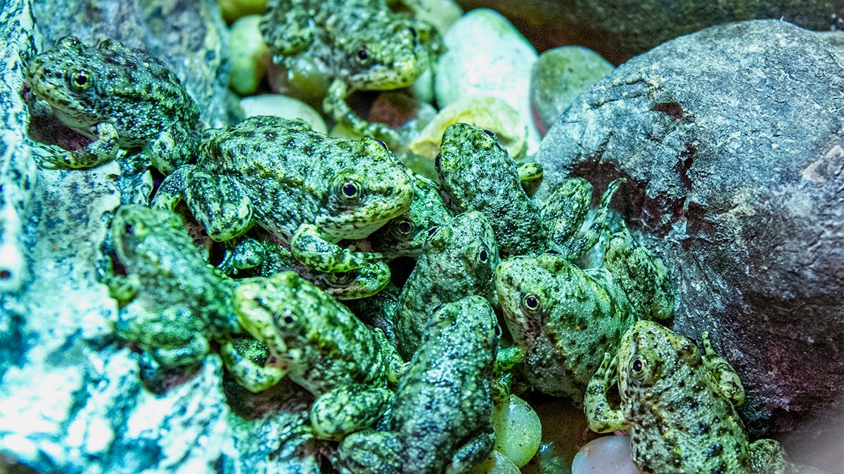 A California frog is on the brink of extinction. Long Beach's aquarium has a plan to save it