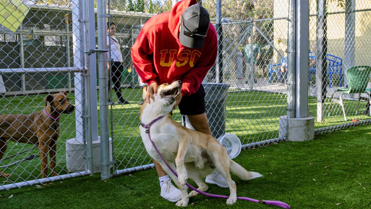 Dozens of LA shelter dogs enjoy day out and about thanks to volunteers