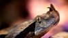 Highly venomous snake on the loose in Santa Ana, police warns