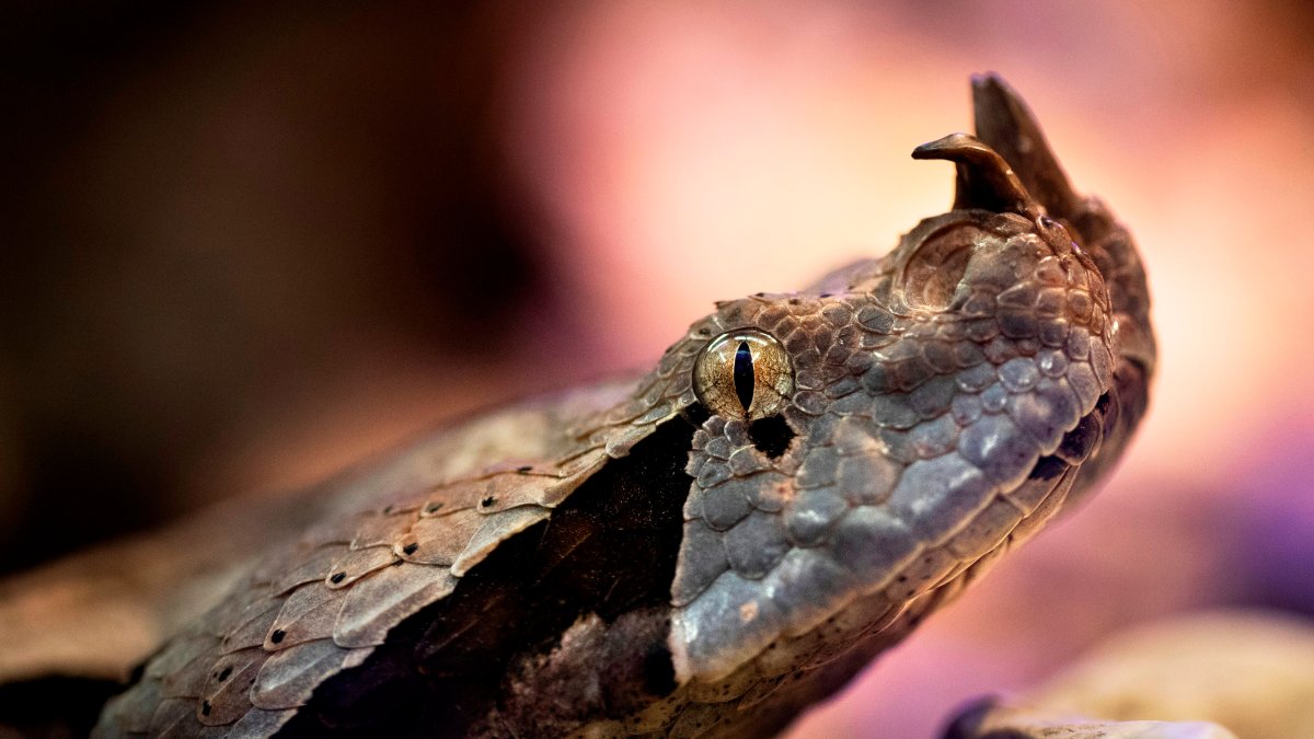 Photo: nbclosangeles.com Venomous African Viper Loose in Santa Ana