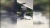 ‘Brentwood Pooper': Residents say woman has been defecating in public for years