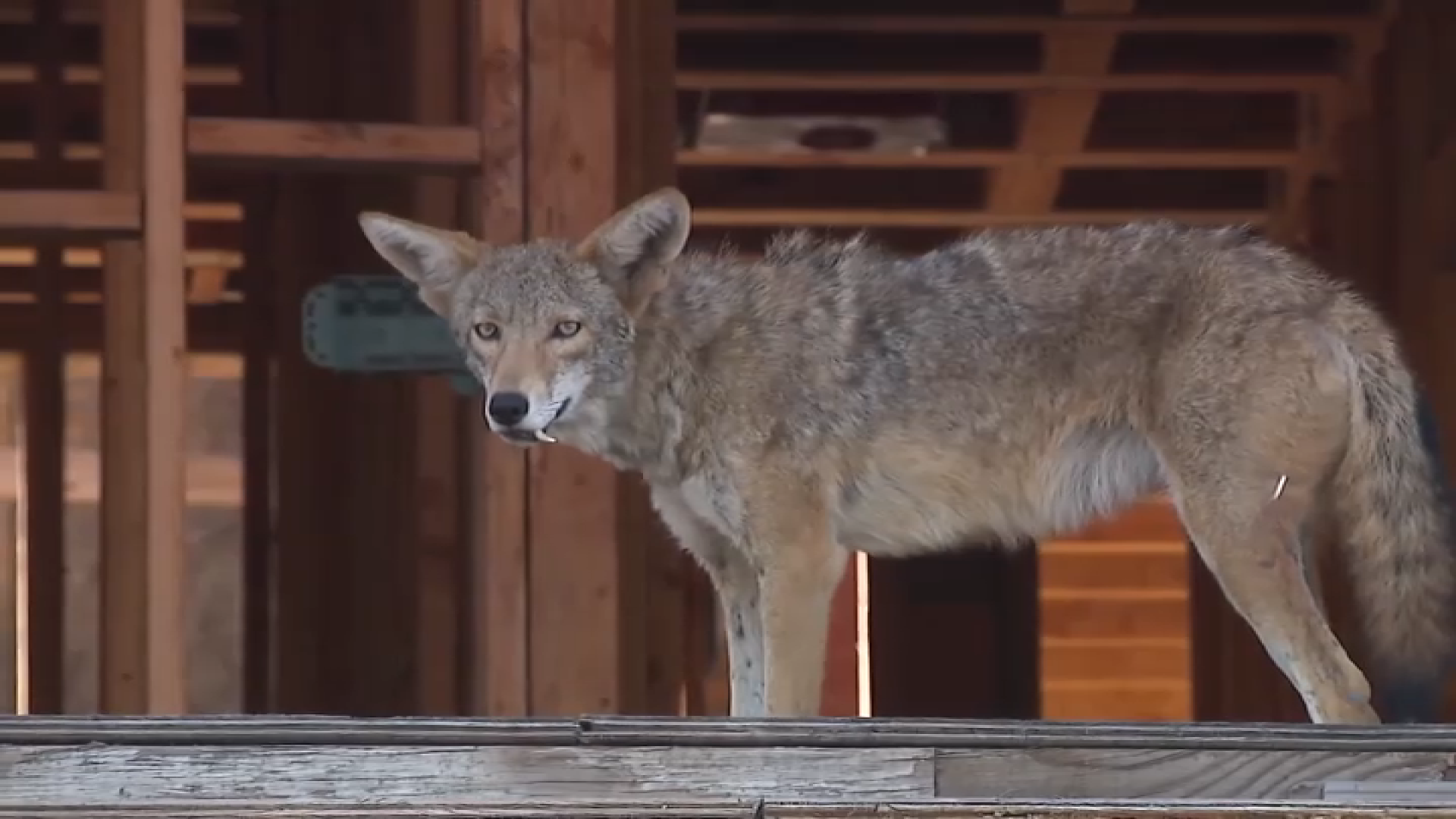 nbclosangeles.com - Karma Dickerson - Condo coyotes' cleared out of West Hollywood construction site but not neighborhood