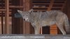 Coyotes cleared out of West Hollywood condo construction site but not neighborhood