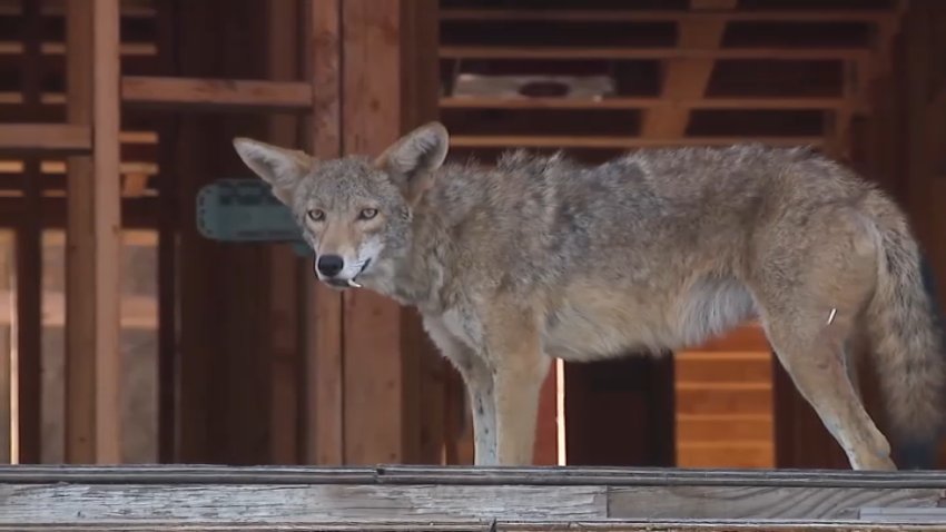 A coyote at a condo construction site in West Hollywood.