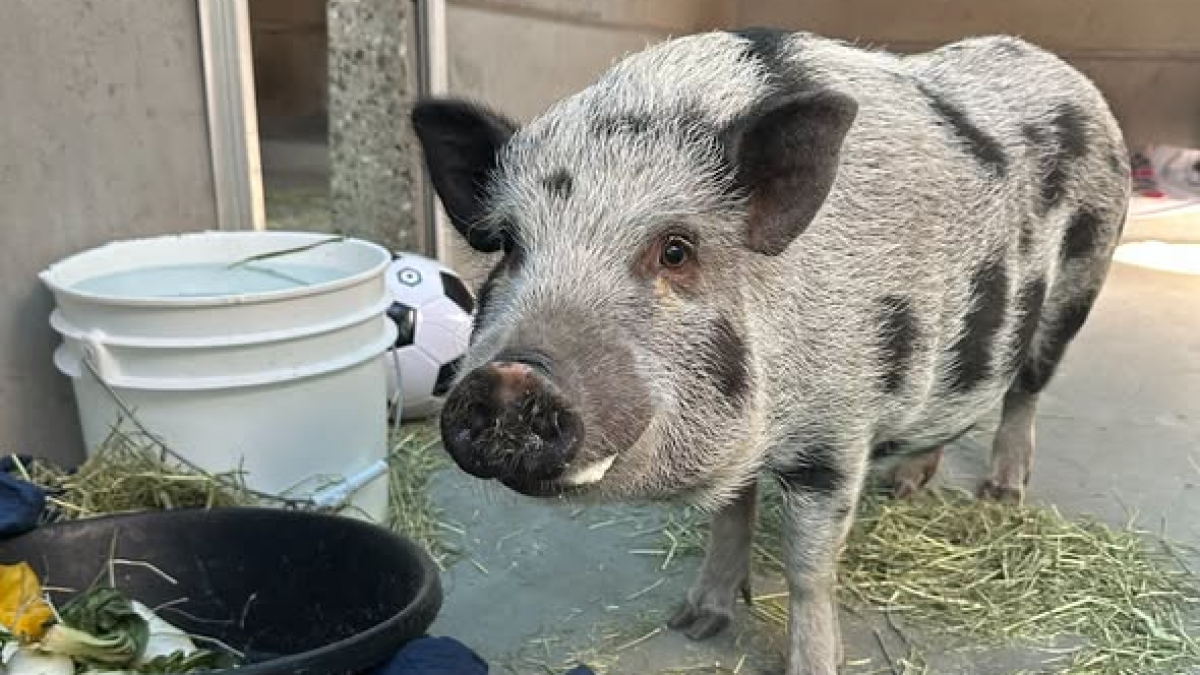 Oh, Honey! 100-pound pig in Pasadena finds new home