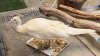 Pasadena peacock ‘Sugar' relocated after recovering from alleged mail carrier attack