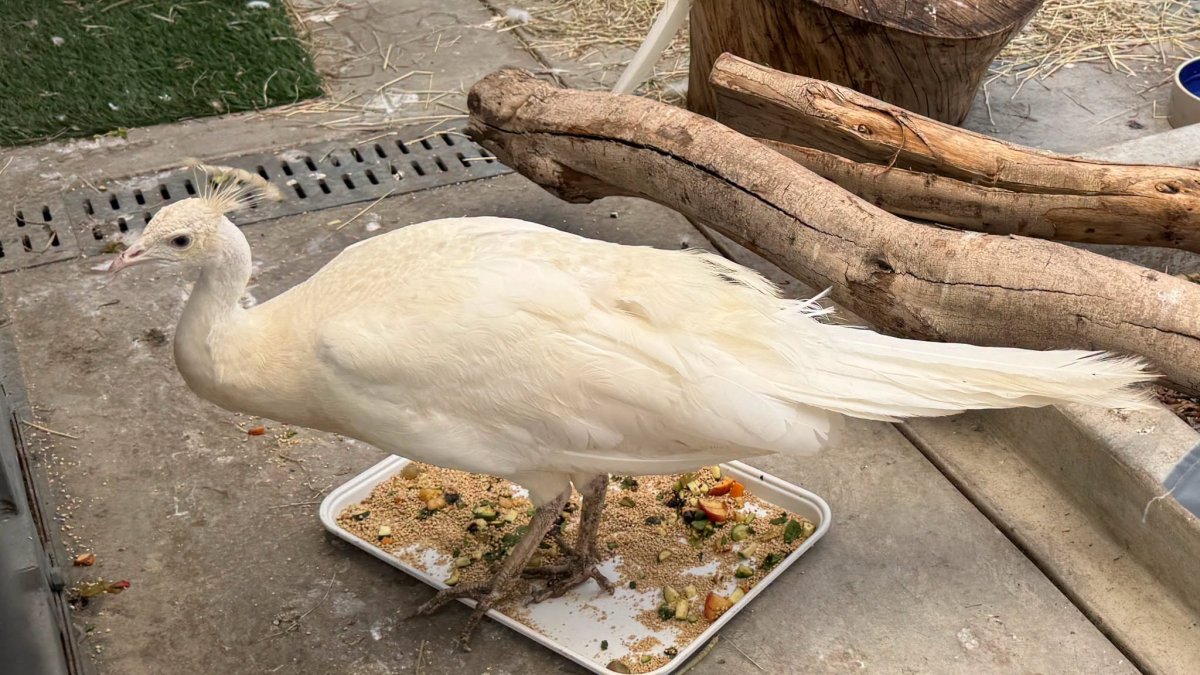 Mail carrier charged with animal cruelty for attacking wild peacock in Pasaden...