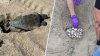More than 200 sea turtle eggs moved from beach nests in Orange County