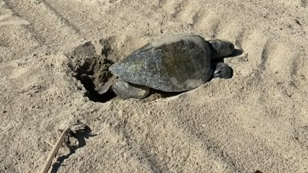 Video shows sea turtle nesting on the sand in Seal Beach, a West Coast first