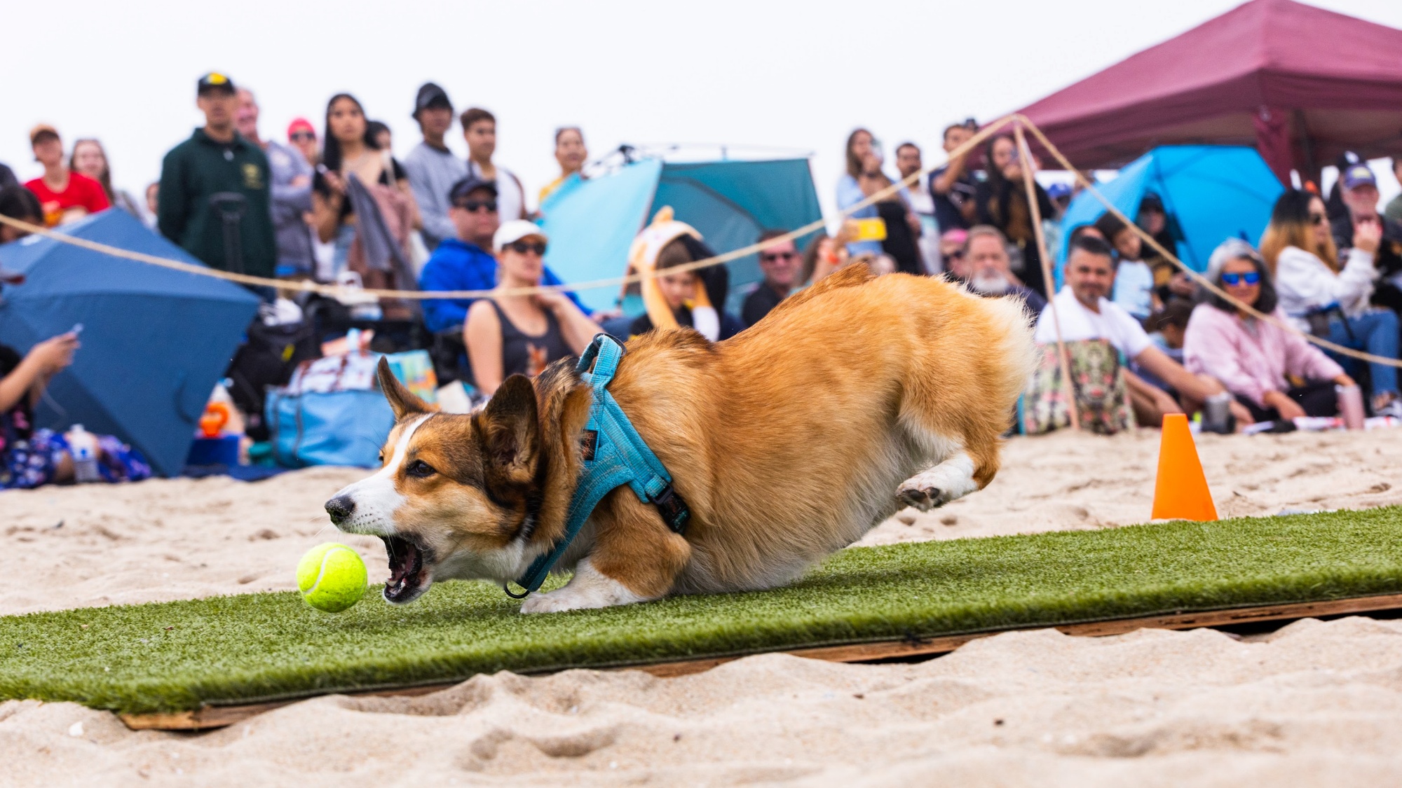 SoCal Corgi Beach Day has costume cuteness, games, and a new beer ...