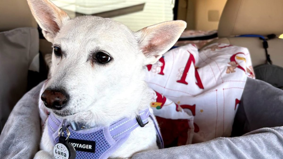Luna, a small dog missing for over a month in Yellowstone, is reunited with he...